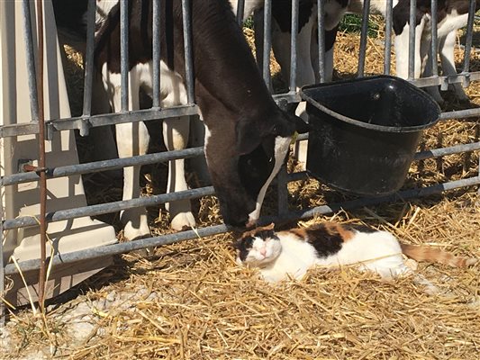 Cat and Calf